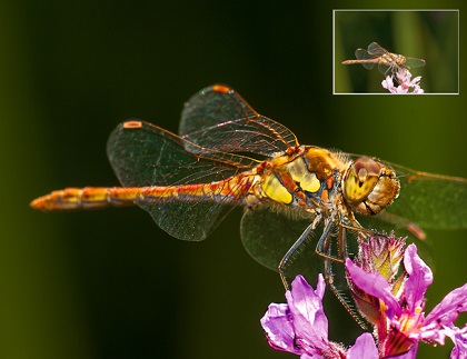 box Photozoom5 libelle